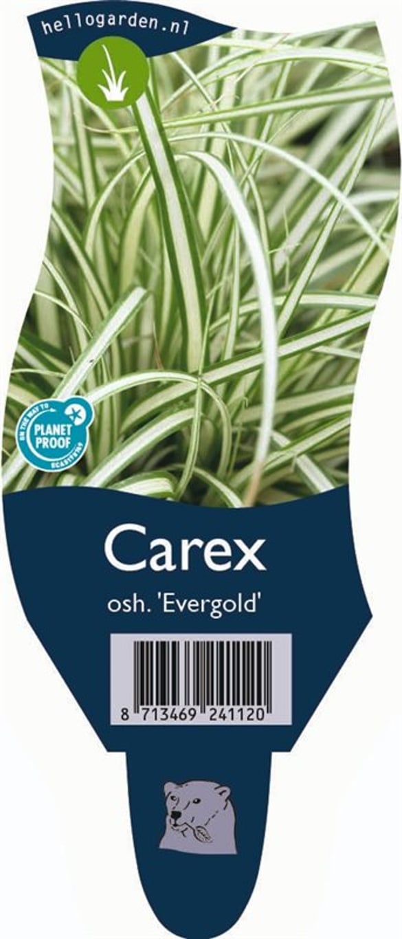 Carex oshim. 'Evergold' - P11